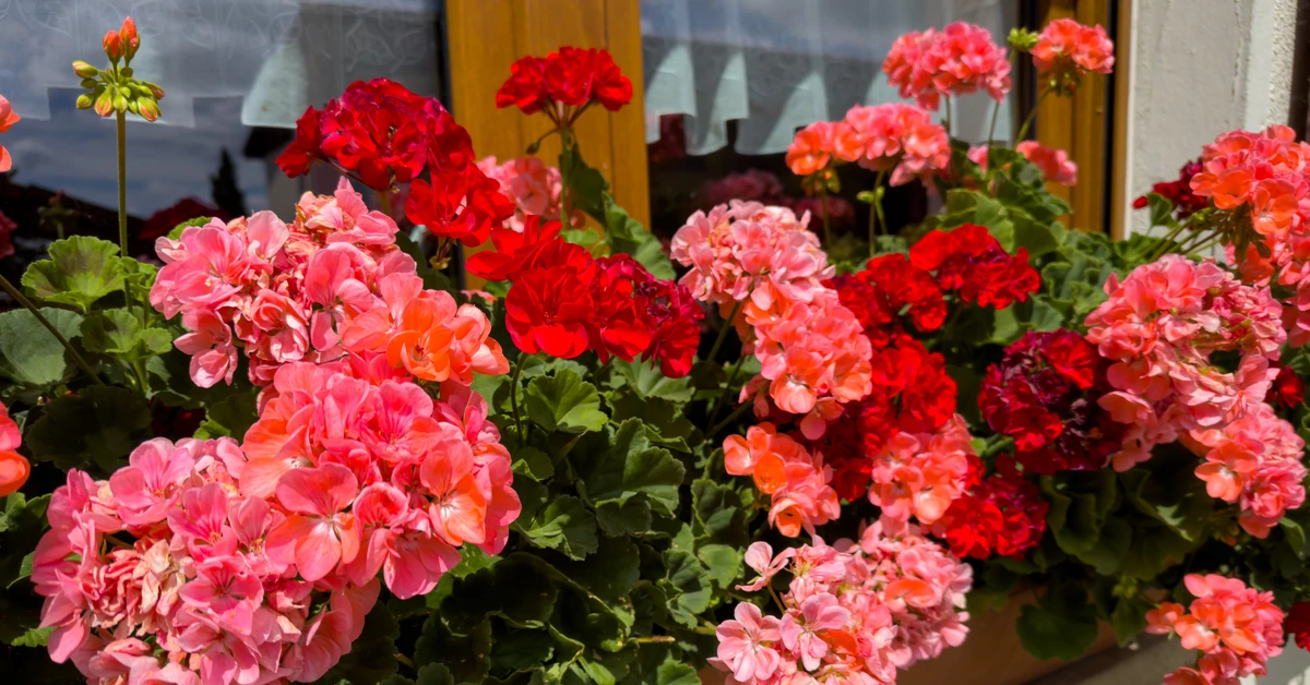 Królowa polskich balkonów i ogrodów. Zastosuj teraz tę metodę, a nie poznasz swoich kwiatów