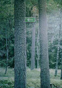 Migracja roślin, czyli zaskakujący wpływ człowieka na leśne ekosystemy w Europie