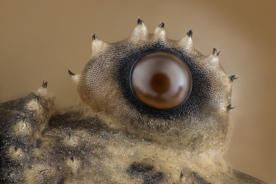 Gdy spojrzysz na nogi pająka kosarza, spotkasz wzrok z takich oczu.