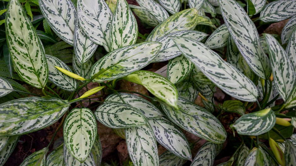 Aglaonema -  staras/stock.adobe.com