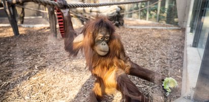 Orangutany Ketawa i Budi z łódzkiego Orientarium czekają na zwiedzających! 