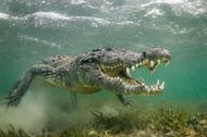 Crocodiles Close Up 