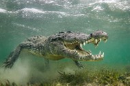 Crocodiles Close Up 