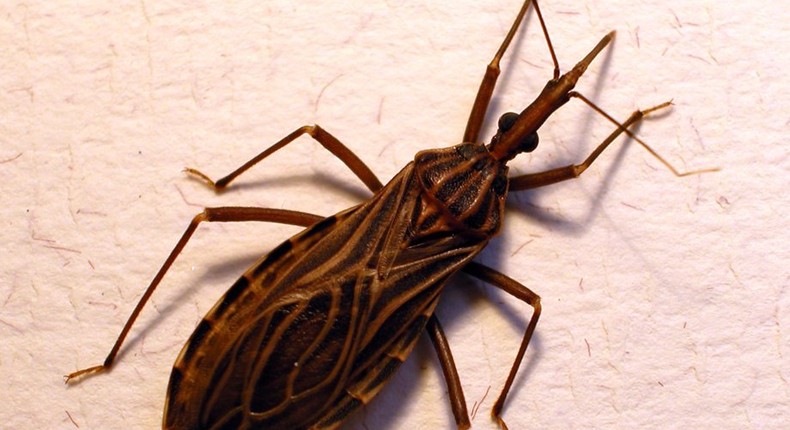 chagas disease kissing bug