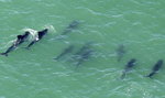 Zagadkowa śmierć wielorybów na Florydzie!