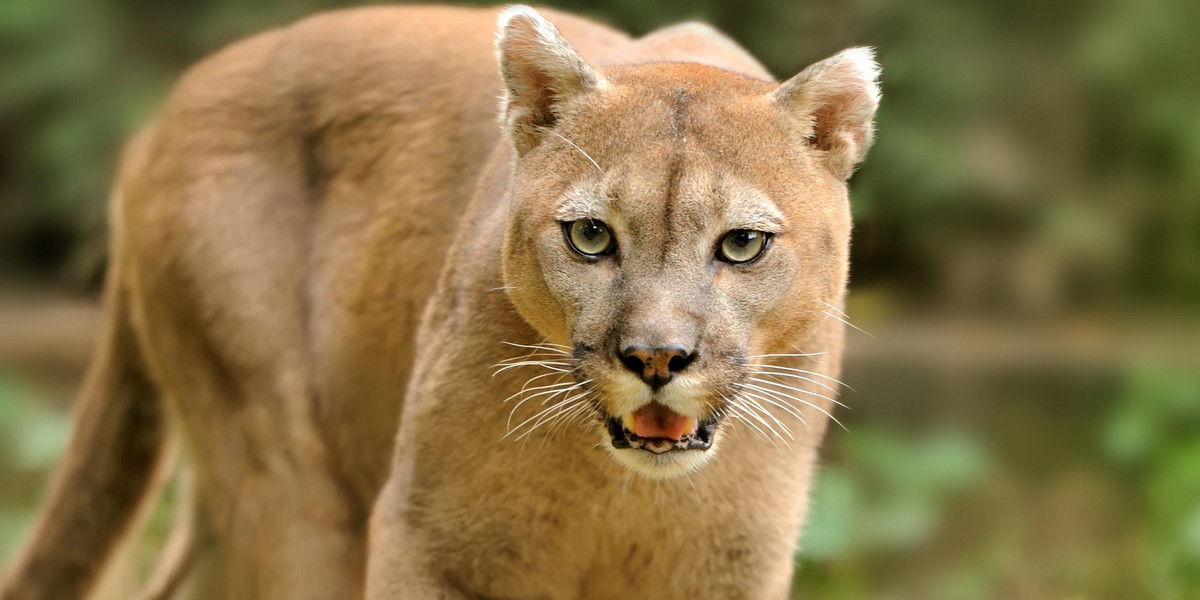 Chełm Śląski. Puma grasuje na Śląsku?