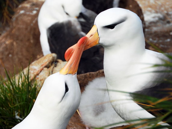 Albatrosy czarnobrewe na West Point Island