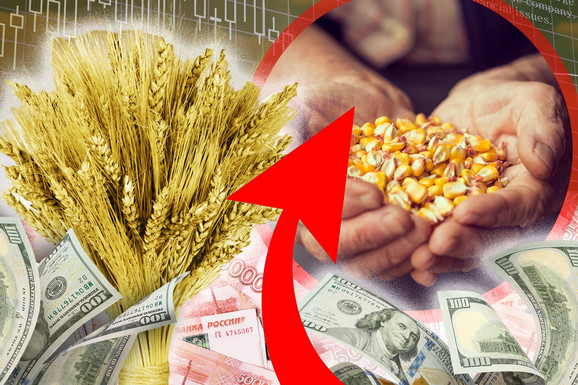 Kukuruz i dalje dominira Produktnom berzom, cene rastu: Evo kako se trgovalo u protekle dve sedmice