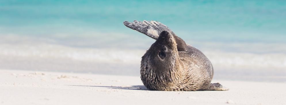 Wyspy Galapagos - archipelag wysp pochodzenia wulkanicznego na Oceanie Spokojnym, na wysokości równika, ok. 960 km na zachód od wybrzeża Ameryki Południowej. Wyspy rozsławione przez Karola Darwina są teraz bardziej zagrożone niż kiedykolwiek.Wzrost liczby odwiedzających turystów, gatunki inwazyjne, globalne ocieplenie i zanieczyszczenie środowiska to tylko kilka rzeczy, które przyczyniły się do powstania problemu. Ludność  Galapagos również wzrosła z około 3000 w roku 1960 do prawie 30.000 w 2012 roku. Te wszystkie czynniki spowodowały, że zagrożone są lwy morskie, żółwie słoniowe, nielotny kormoran galapagoski oraz wiele innych. Na 89 gatunków gniazdujących na Galapagos ptaków, aż 76 nie występuje nigdzie indziej.