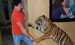 Hodują tygrysa w domu. Co za zdjęcia!