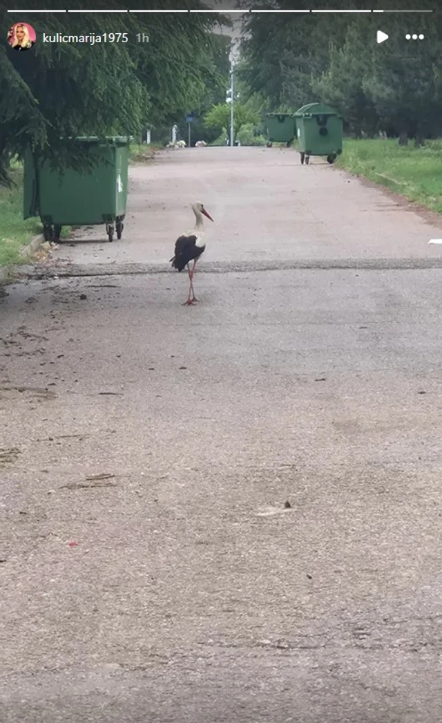 STIGLE RODE U NIŠ! Oglasila se Marija Kulić!