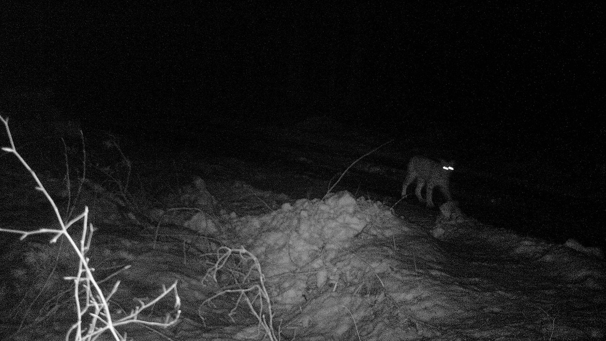 Ryś wybiera na swe ostoje trudno dostępne tereny, prowadząc bardzo skryty i nocny tryb życia. Sporym zaskoczeniem było więc zarejestrowanie drapieżnika na fotopułapce i to w leśnictwie Zapałów (Nadleśnictwo Jarosław), gdzie dotąd nie notowano jego obecności.