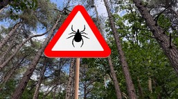 komary i kleszcze nie boją się silnego mrozu. są przystosowane do niskich temperatur