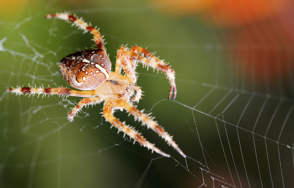 4. Strach przed pająkami
