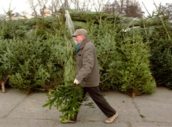 Za choinkę zedrą z ciebie jak za zboże