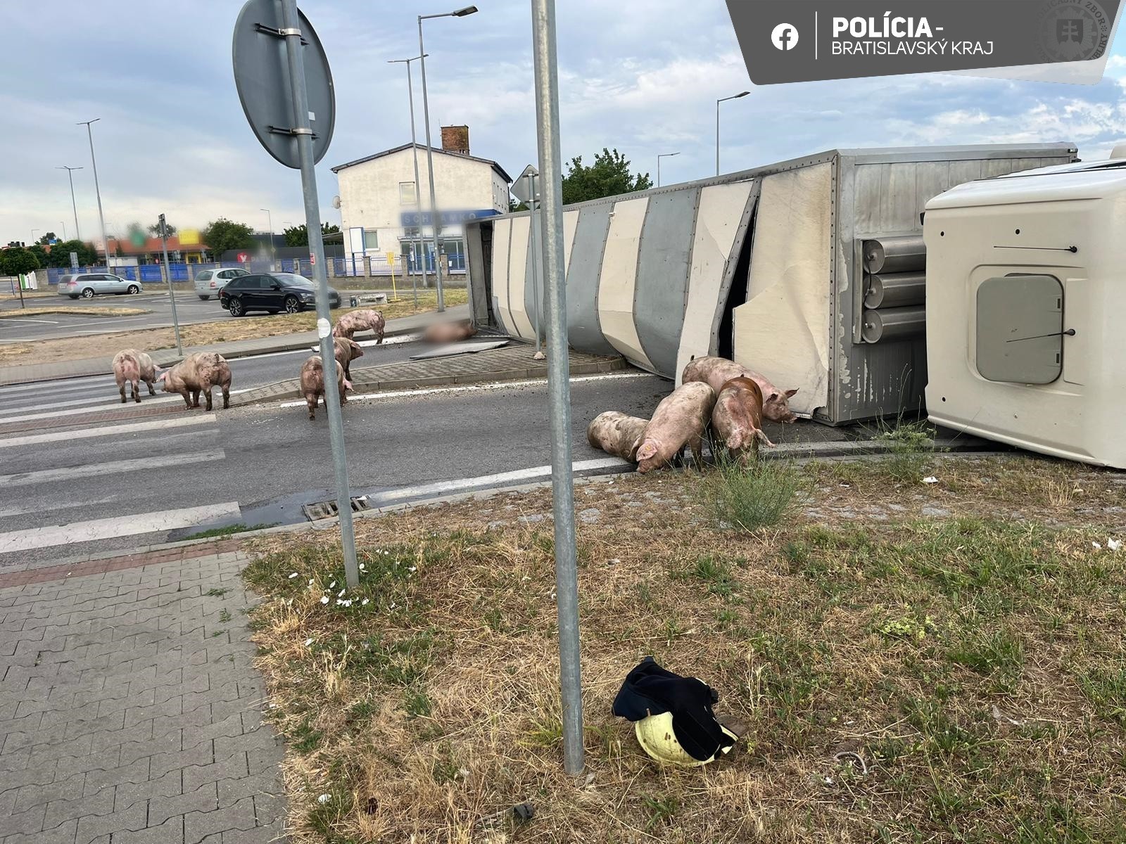 Na kruhovom objazde v Senci sa prevrátil kamión prevážajúci ošípané.
