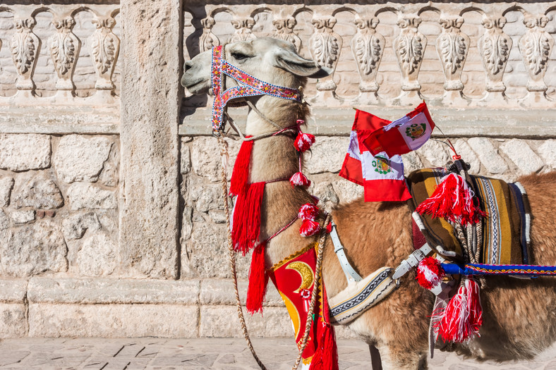 Lama, Peru