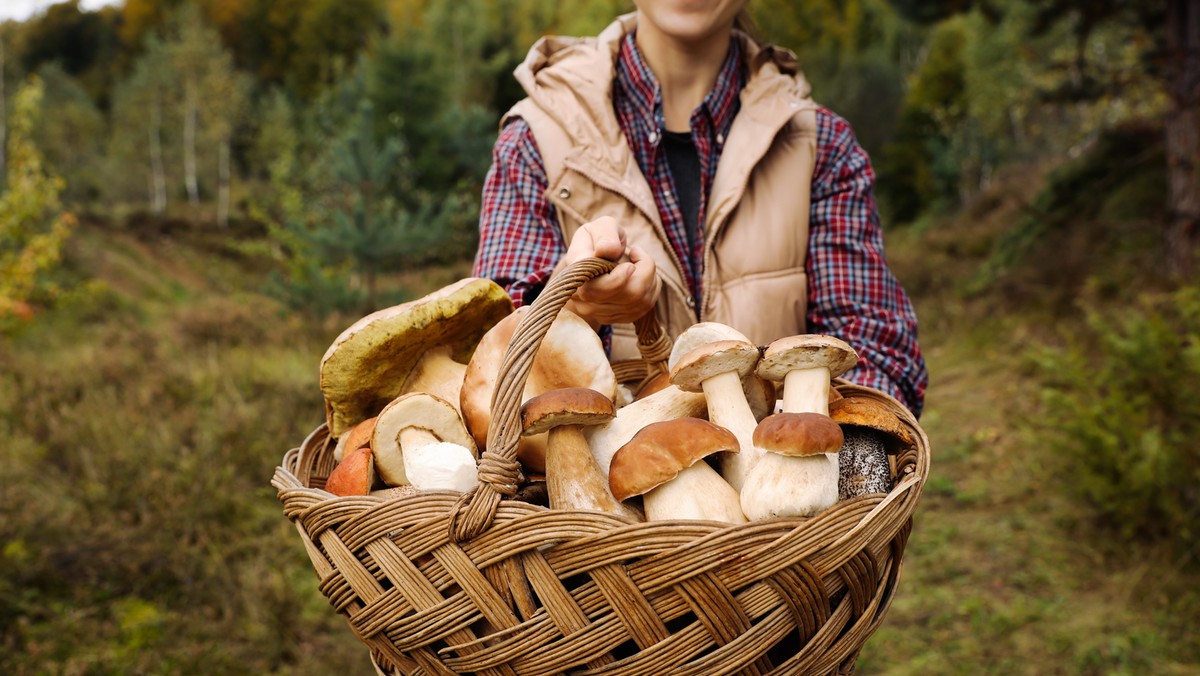 Gdzie na grzyby? W tych miejscach nie można ich zbierać!