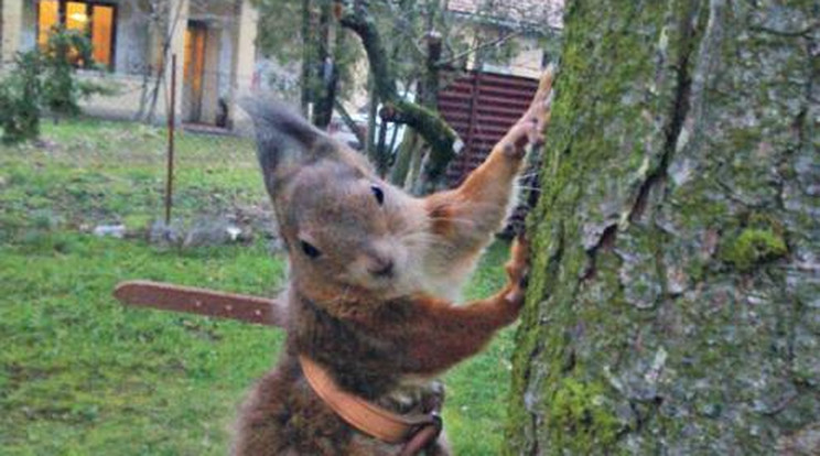 Így él a kerekesszékes Misi mókus - Fotók