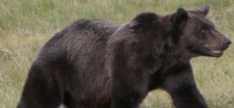 Sezon na grizzly w kanadyjskich Górach Skalistych