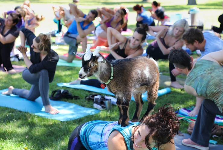 JOGA Z KOZAMI. NOWA MODA NA ZDROWIE