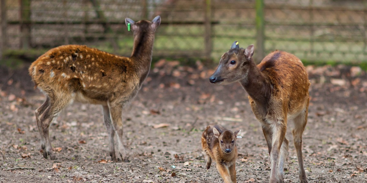 Nowy jelonek w zoo.