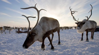 Epidemia wąglika na Syberii zabiła już ponad 2 tys. reniferów.