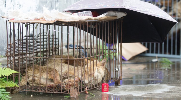 Kutyahúspiac Yulinban forrás: Getty Images