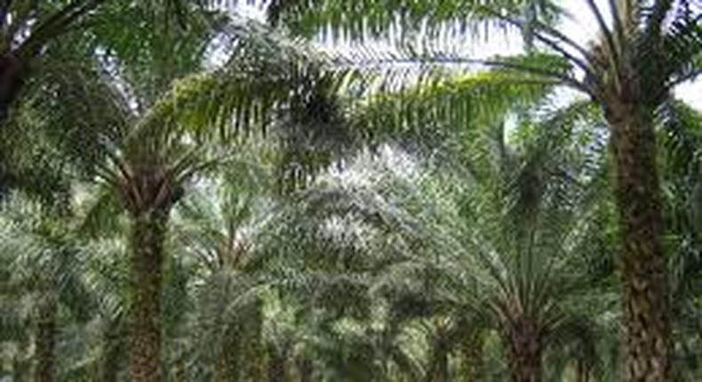 World Bank to assist oil palm processors in Edo - FADAMA Coordinator