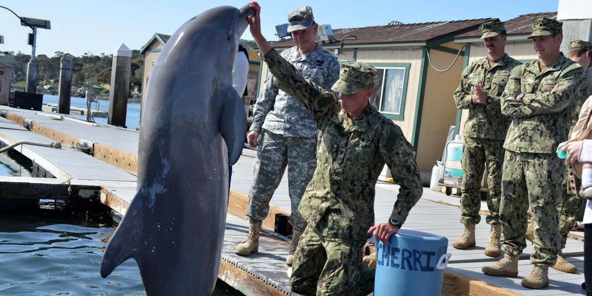 Delfiny wykorzystywane są przez wojsko m.in. do wyszukiwania min pod wodą
