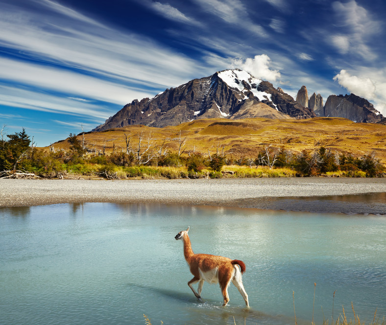 Guanaco w Parku Narodowym Torres del Paine, Patagonia, Chile