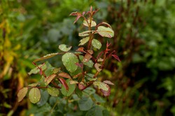 Dlaczego róża nie kwitnie? Jak pobudzić róże do kwitnienia i czym je podlewać, by zachwycały kwiatami przez całe lato