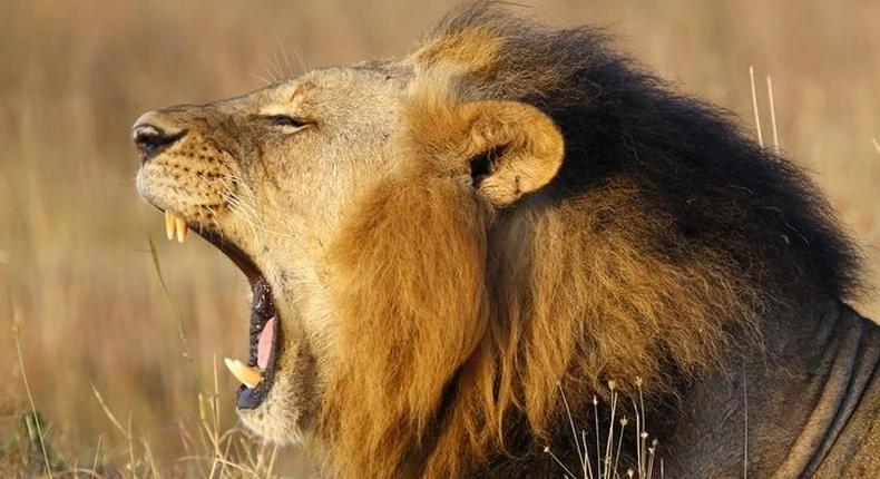 A lions yawns at Nairobi's National Park March 11, 2013