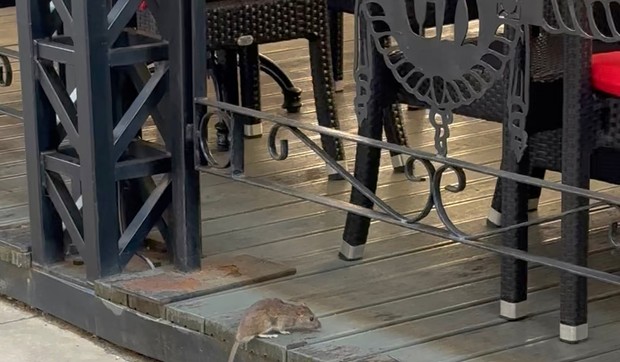 Miš u centru Čačka