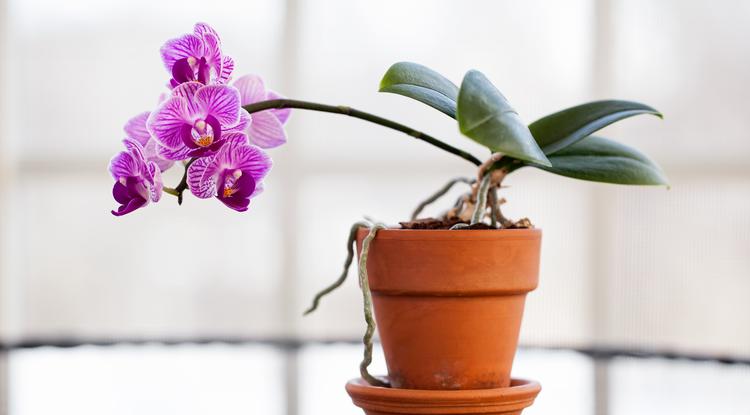 Így fog újra virágozni az orchideád Fotó: Getty Images