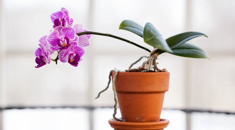 Így fog újra virágozni az orchideád Fotó: Getty Images