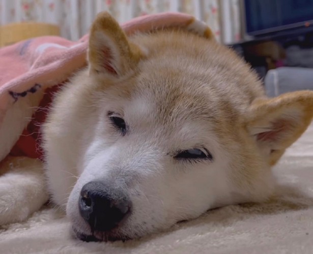 Znany z memów "pieseł" ciężko chory. "Dostaje siłę z całego świata