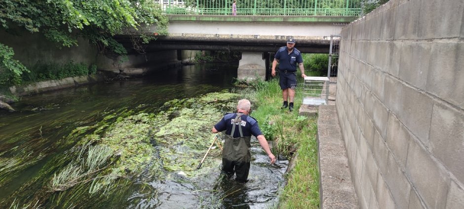 Strażnicy Miejscy weszli do rzeki. Potrzebna była pomoc