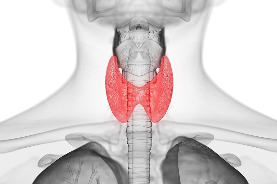 Tarczyca to niewielki gruczoł, który ma ogromne znaczenie dla prawidłowego funkcjonowania organizmu