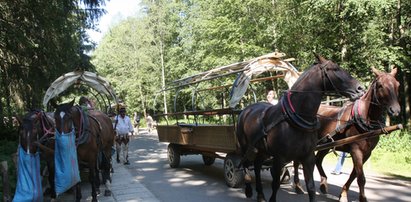 "Konie w Morskim Oku nie pracują za ciężko"