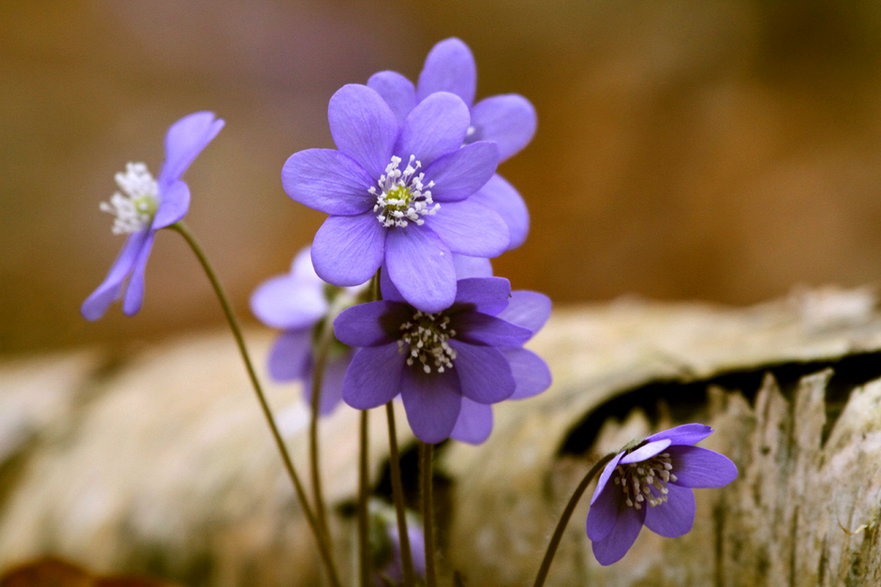 Przylaszczki wyrastają zwykle w kępach, tworząc naturalne bukiety złożone z niebieskofioletowych kwiatów