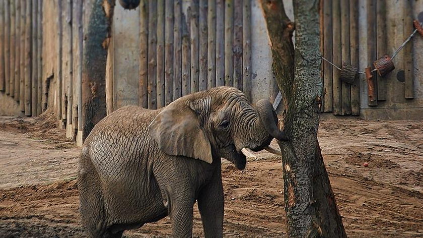 Słonica Linda z poznańskiego Zoo ma 30 lat