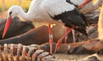 Wielkopolski bocian na wyżerce w RPA