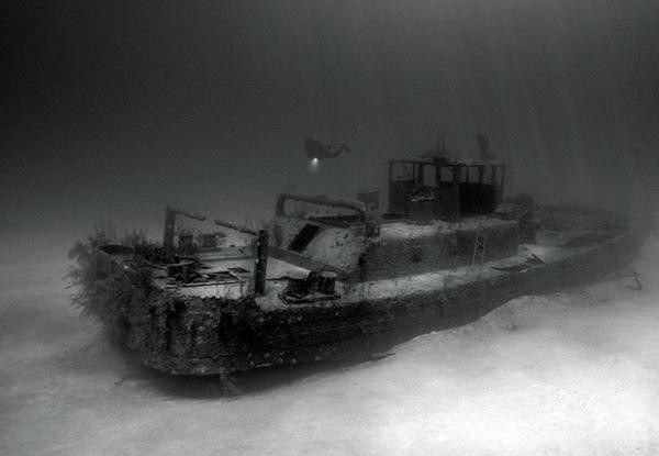 Galeria Kajmany - podwodny świat, obrazek 14