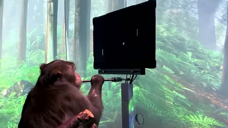 Małpa grająca w Pong z pomocą Neuralink