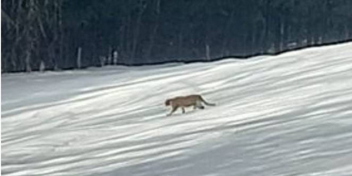 Czy to puma pojawiła się na polu w Binczarowej?