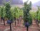 Winorośl przeznaczona na wina cabernet w Spring Mountain w kalifornijskiej Dolinie Napa