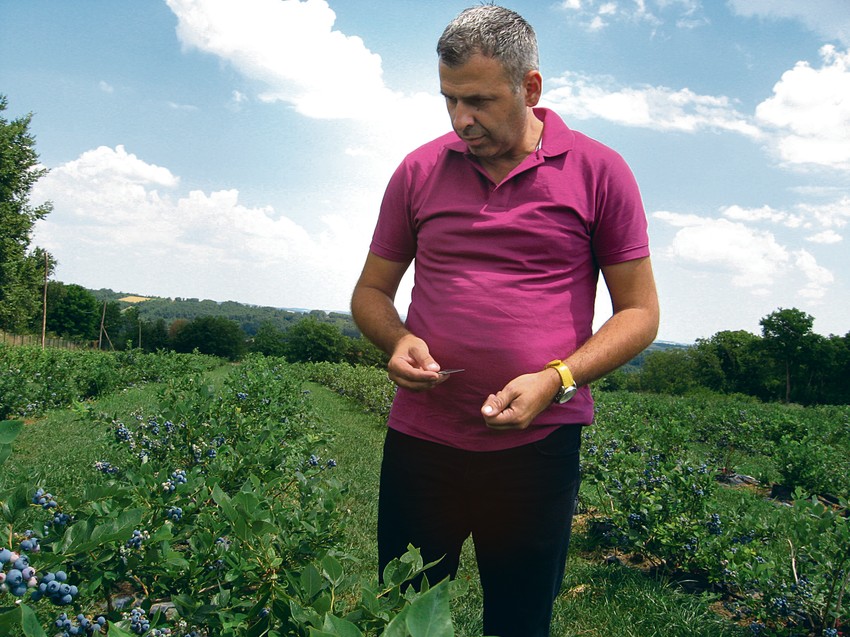 Trenutna cena za kilogram borovnice koja se izvozi za Holandiju je 5,45 evra po kilogramu, kaže Boris
Gvozdenović