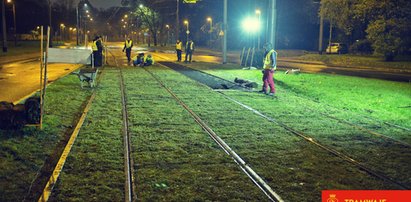 Tramwajarze nie śpią, bo układają trawę