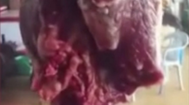 Mozgó húsról készítettek videófelvételt